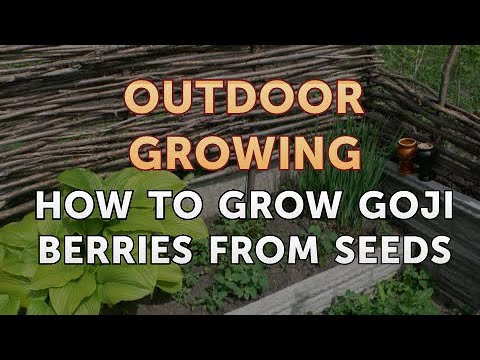 How to Grow Goji Berries From Seeds - YouTube