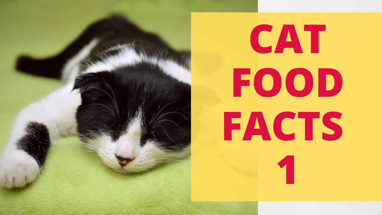 Specific Cat Food Purchase Tips. What Popular Cat Food Brands? Cat Food
