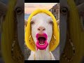 FUNNIEST Animal Fails EVER CAUGHT ON CAMERA 😂🐶