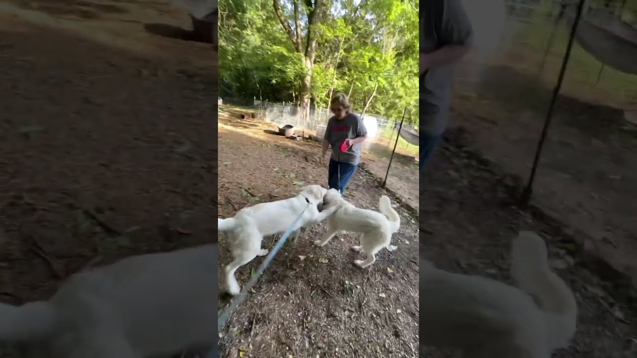 What Did Grandma Say Caught On Camera Dingleberry