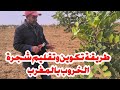 تقليم وتكوين شجرة الخروب بالمغرب