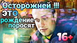 Рождение поросят Йоркшир | Как оно есть Рождение поросят Йоркшир | Как оно есть