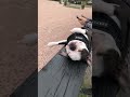 @franfrannoodles: Baby Fran. Napping on the job 😂 #dog #dogvideos
