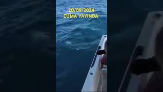 Karadeniz De Zorlu Palamut Avı...