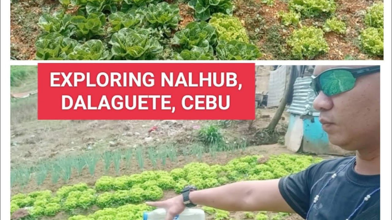 Exploring the Beauty of Nalhub, Dalaguete, Cebu YouTube