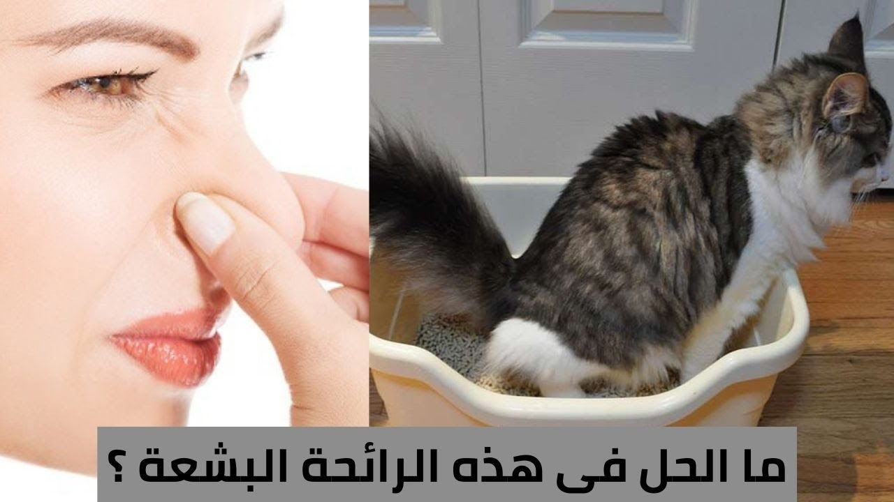 9 طرق للمساعدة في التخلص من رائحة صندوق رمل القطط في المنزل_وداعا لرائحة فضلات القطط