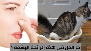 9 طرق للمساعدة في التخلص من رائحة صندوق رمل القطط في المنزل_وداعا لرائحة فضلات القطط