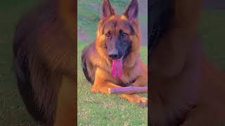 #Soniya-sandy#viral #comedy #dog#vlog #youtubeshorts #germanshepherd #gsds#shortvideo #ytshorts#100