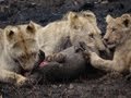 Safari 2011: Lions versus warthog