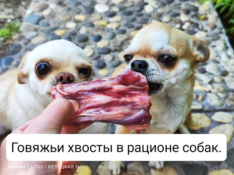 ГОВЯЖЬИ ХВОСТЫ В РАЦИОНЕ СОБАК. / КАК ДАВАТЬ СОБАКЕ ГОВЯЖЬИ ХВОСТЫ?