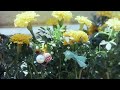メンソレータム「なーちゃんとゆきちゃん」篇