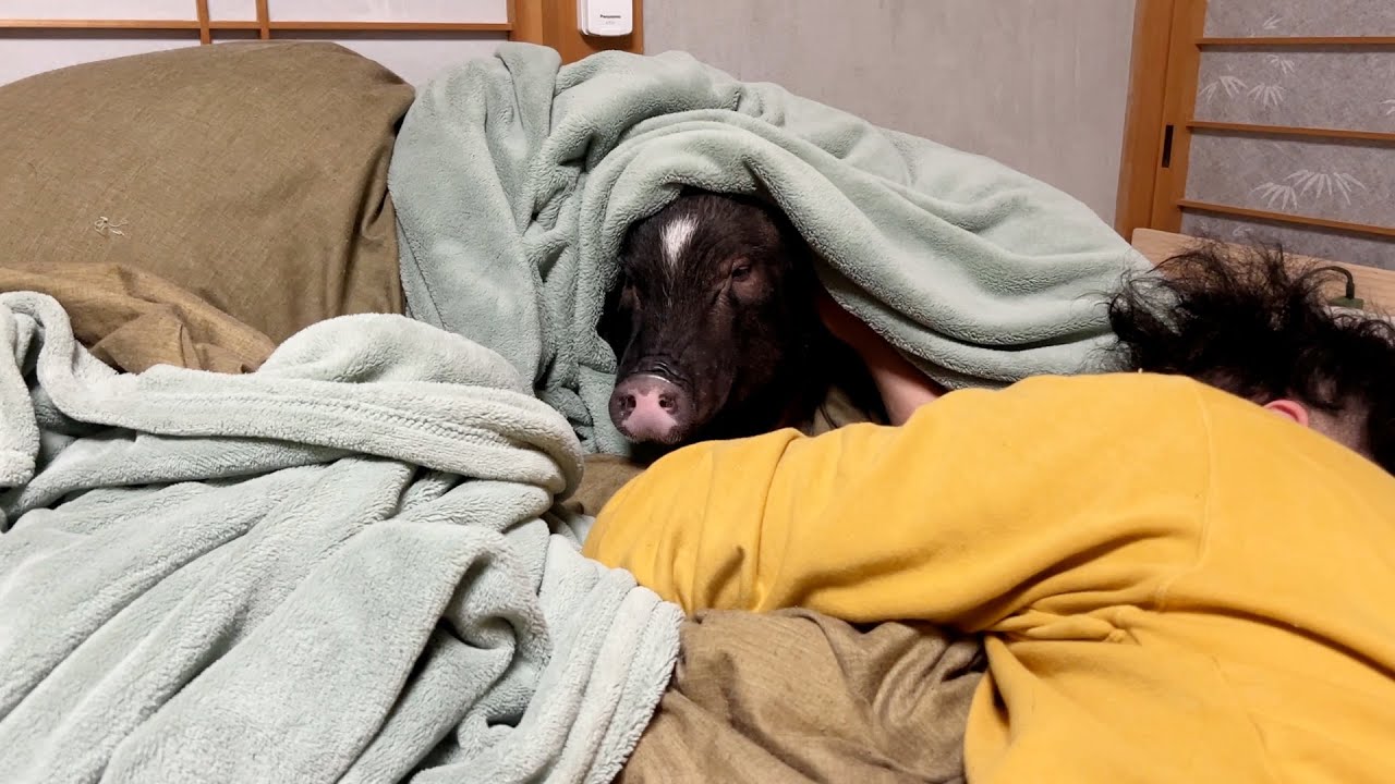 Sleeping pig in daddy's bed - YouTube
