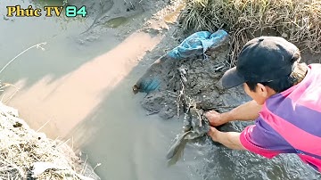 BẮT CÁ CẠN KHI LÚA VỪA SẠ XONG CÒN ĐƯỜNG NƯỚC CÁ CÒN XÓT LẠI |Phúc TV 84 /catch fish