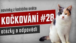 KOČKOVÁNÍ #28 - Stream: otázky a odpovědi by Kočkování 65 views 1 month ago 34 minutes