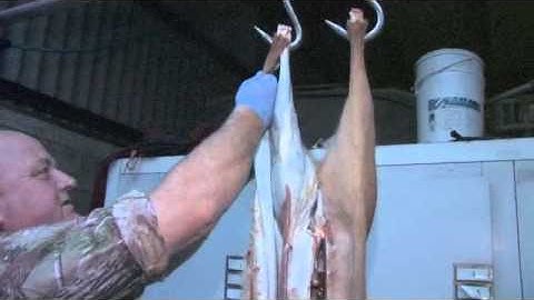 How to Skin a Roe deer