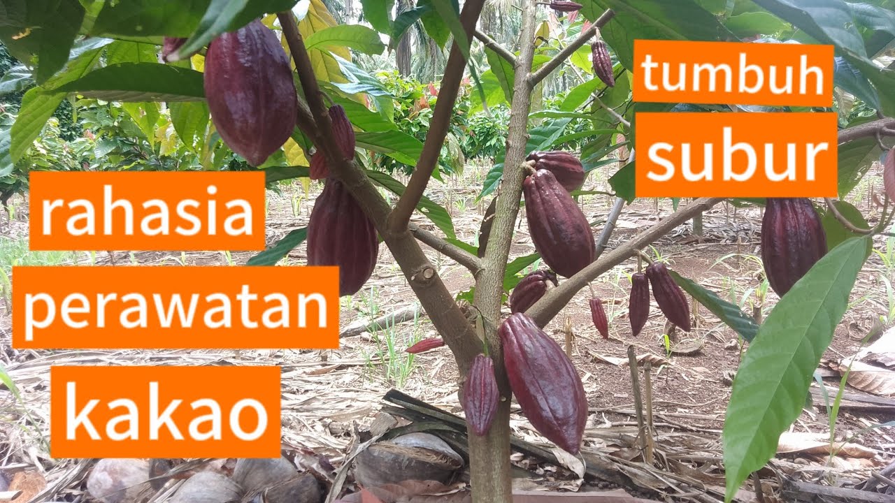 Rahasia Perawatan Kakao Umur 9 Bulan! Biar Subur & Berbuah Lebat 🔥