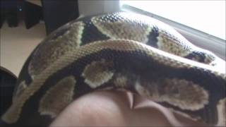 Ball Python Weigh in! Net Worth