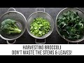 Harvesting Broccoli - No Food Waste