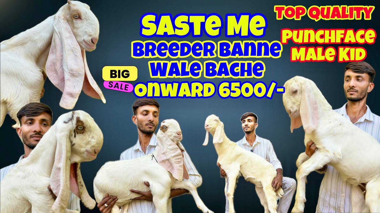 Ramzan Offer✌️|| 6500/- Onwards Saste me Top Quality Punchface Ke Breeder Banne Wale Bachche #goat 