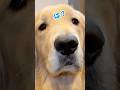 全然納得してないーぬ #大型犬 #ゴールデンレトリバー