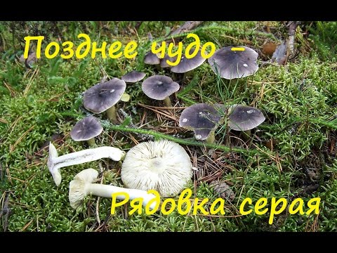 Позднее лесное чудо -  Рядовка серая.