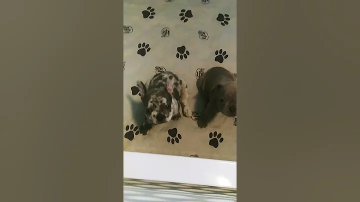 French Bulldog puppies looking for their furever h...