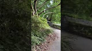 Majestic Enchanting Pond- hidden Gem in Canary Wharf London UK