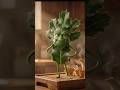 Espinheira-santa como usar. #espinheirasanta #plantasmedicinais #cha #dicas