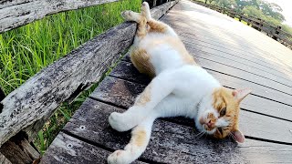 【夏バテ猫】「今日は退屈だニャ～」と足を放り出してくつろぐ茶シロ猫