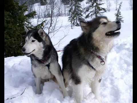 Video: Aliaskos Klee Kai šunų Veislės Hipoalerginės, Sveikatos Ir Gyvenimo Trukmės