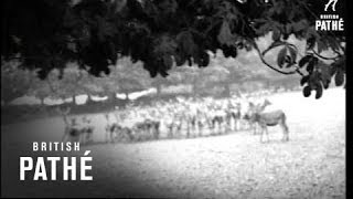 Deer In Park (1949)