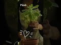 Top Tips for Successful Home Gardening: Planting Made Easy!