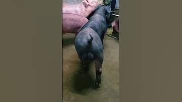 binary sow #breeding pig 12