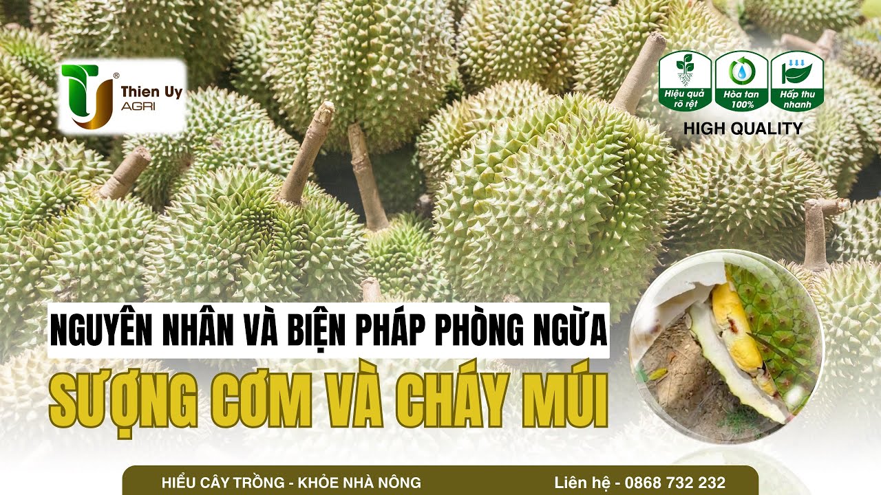 NGUYÊN NHÂN VÀ BIỆN PHÁP PHÒNG NGỪA SƯỢNG CƠM VÀ CHÁY MÚI  - NÔNG NGHIỆP THIÊN UY