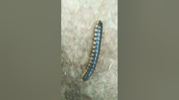 rail purugu video music play #shorts #youtube