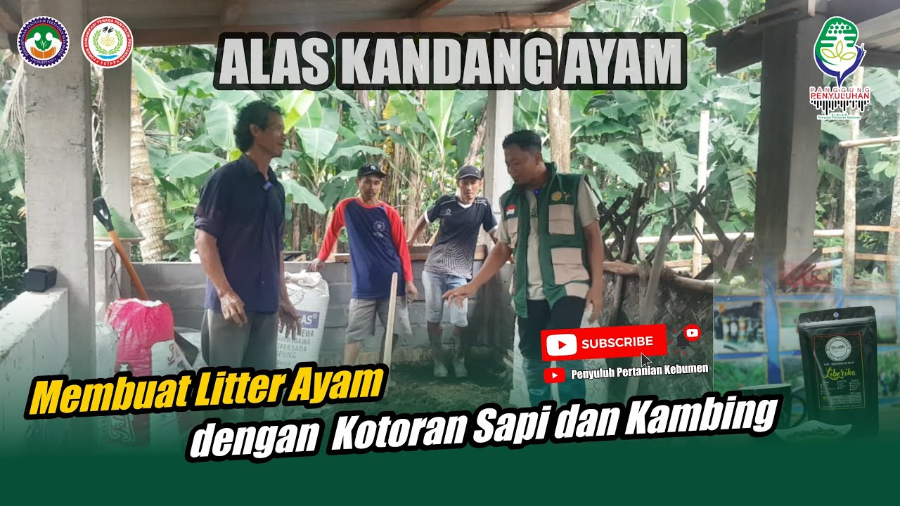 Membuat Litter Ayam dengan Kotoran Sapi dan Kambing // Alas Kandang Ayam