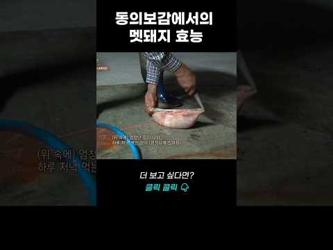 동의보감에서의 멧돼지 효능? | 리얼다큐 숨