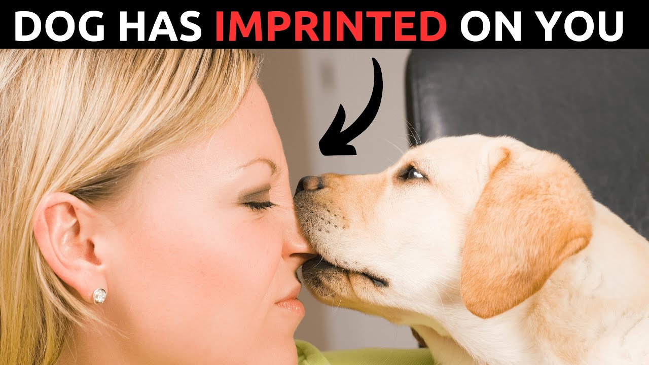 Signs That Your Dog Has Imprinted on You (Not Every Dog do). - YouTube