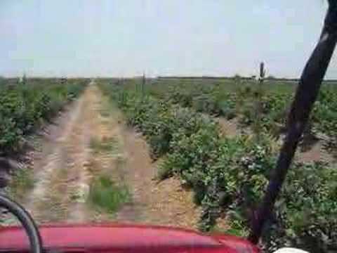 Augusta Bixler Farms:Blueberry Harvest 2008