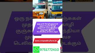 குறைந்த விலையில் அனைத்து வகையான கோழிகள் #கோழி #கோழிக்குஞ்சு #கோழிப்பண்ணை #கோழிவளர்ப்பு #chicks #farm