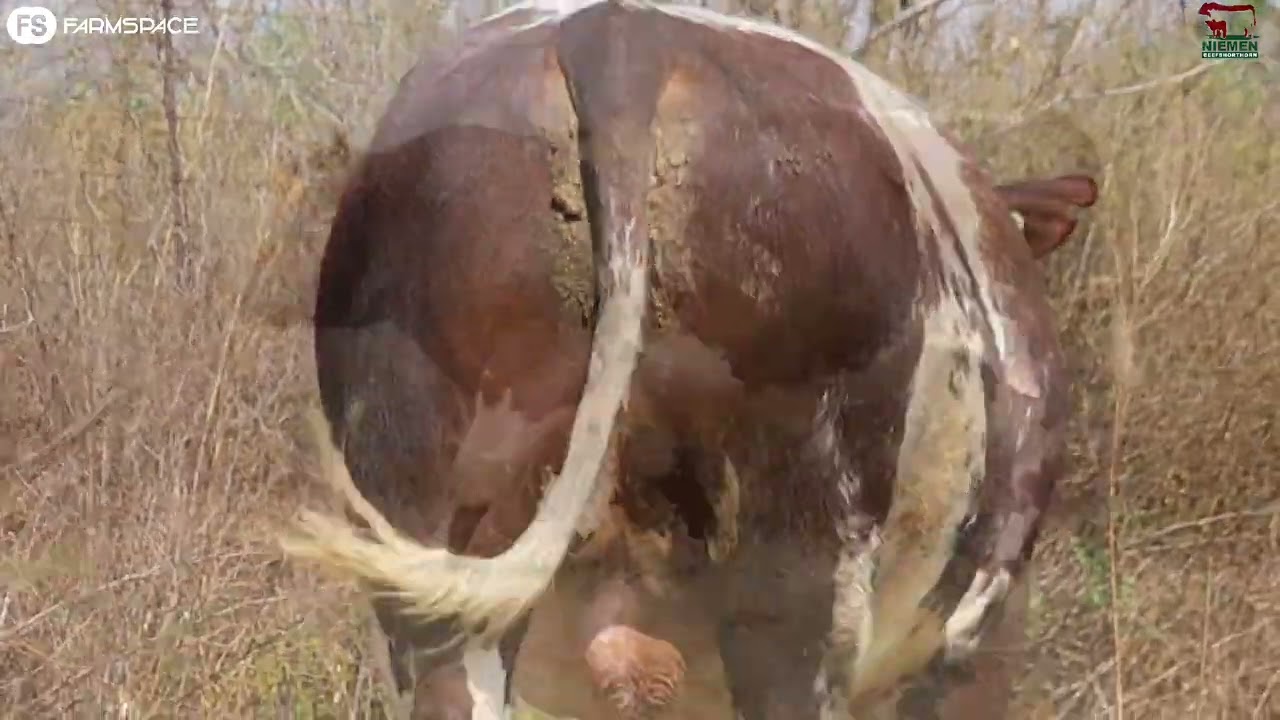 Lot 2 - NMS 19-37 op die Niemen Beef Shorthorn Veiling, 15 Oktober 2022.