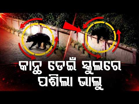 Midnight Scare: Wild Bear Enters Nuagaon Ashram School In Borigumma, 400 Students Panic | Argus News