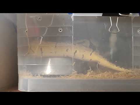 Tail Wagging & Scenting 🐍🔥 | Ball Python Breeding Season 2026