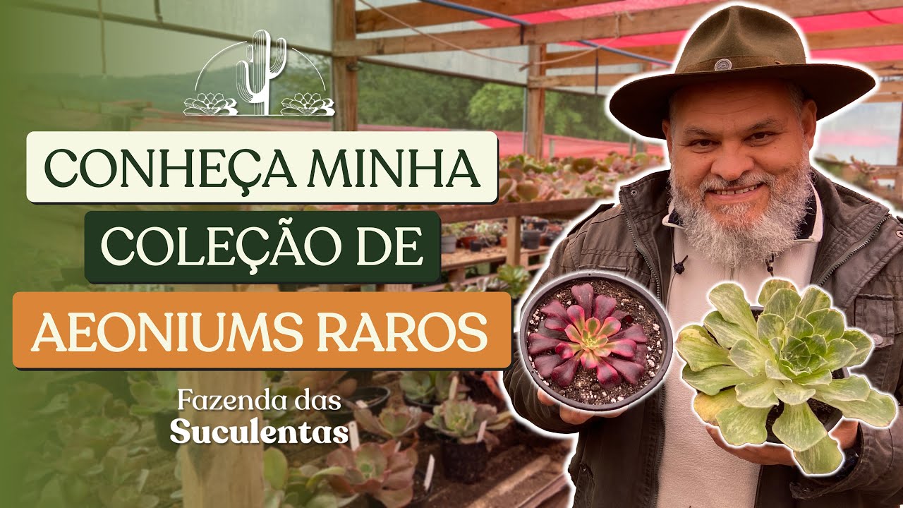 O SEGREDO PARA SEUS AEONIUMS CRESCEREM RÁPIDO!