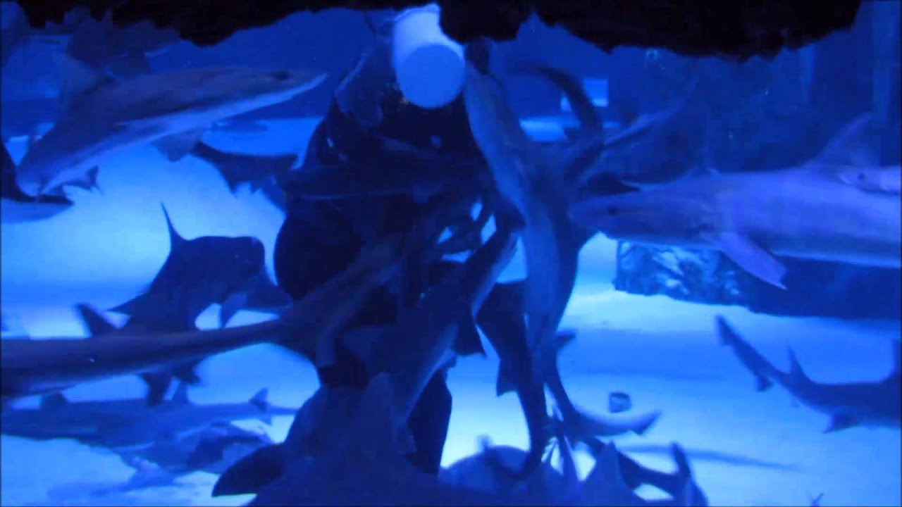 ANTALYA AQUARIUM SHARK TURKIYE YouTube