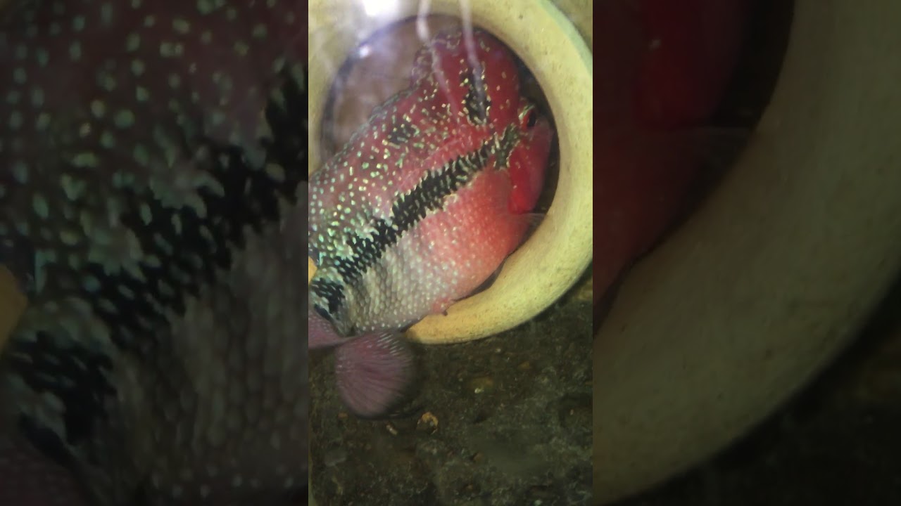 عمليه وضع البيض والتلقيح الان من انثى باروت وذكر فلور هورن  ما شاء الله