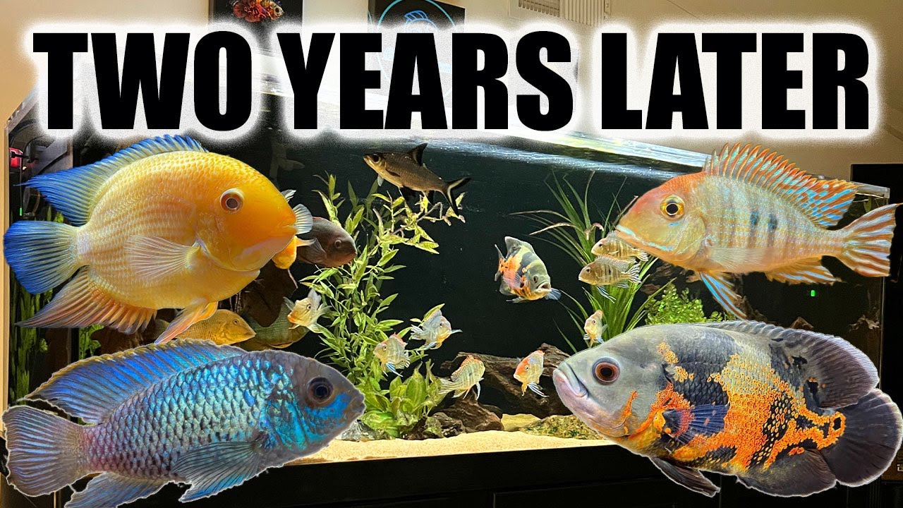 Still My Dream Aquarium? | The 180 Gallon South American Cichlid