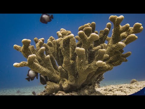 Restoring Reef Damaged by a Ship Grounding