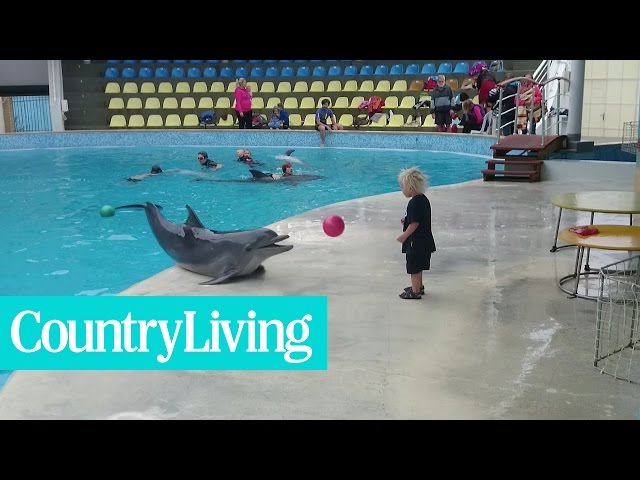 Adorable Toddler Plays Fetch With Playful Dolphin | Country Living class=