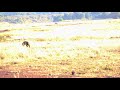 Hyena Behavior: Whooping